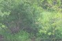 Shrub layer