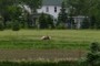 Miniature Horse
