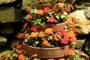 Impatiens Pyramid