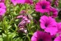 purple flowers
