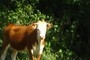 Eagle Eyed Cow