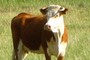 How now brown cow