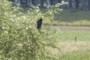 Crow