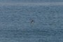 Bird in flight