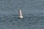 Navigational Aid
