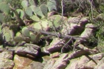 74851-210x140