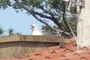 The house of the seagulls