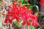 Orchid Garden