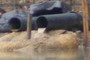 Drainage pipe