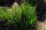 Grass