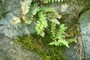 young ferns
