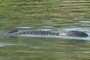 Nessie
