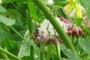 Honey Bee Forager on Clover