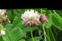 Clover Flower