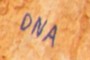DNA