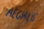 Aegialis