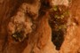Tufa with green