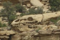 77496-210x140