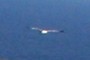 Seagull