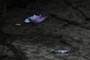 litter