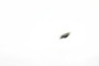 It's a Bird; It's a Plane; It's... It's... 