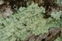 Parmelia caperata
