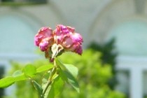 78292-210x140