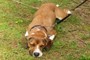 cute dog