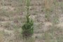 juniper