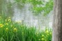 Daffodils on the bank of the Bayou Des Glaises