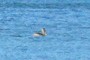 pelican