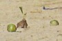 coconuts