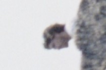79232-210x140