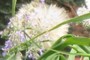 goat's beard