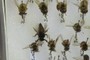 Queen Bee