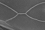 Wing