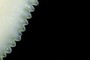 Serrations