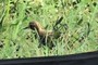 A pigeon!