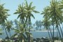 Some trees