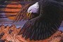 eagle eye
