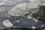 lichen