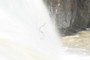 snake going over the falls