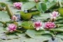 Lilies