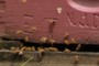Honey Bee Foragers
