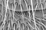 clump of hairs between segments