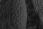 compound eye