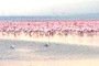 Flamingos