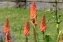 Red Hot Poker Flowers