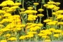 Tansy in bloom