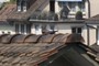 Pigeon on a roof